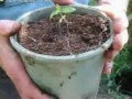How To Grow weed Outdoors