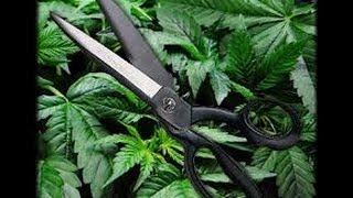 How To Trim & Manicure Cannabis Plants