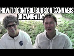 How to Control Bugs and Pests on Cannabis Organically 